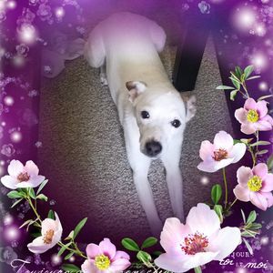 Meet your Posher, Juliet